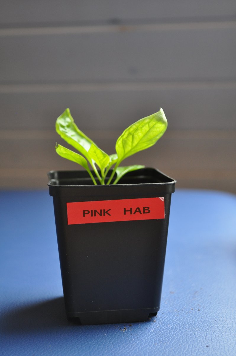 pink hab2.jpg