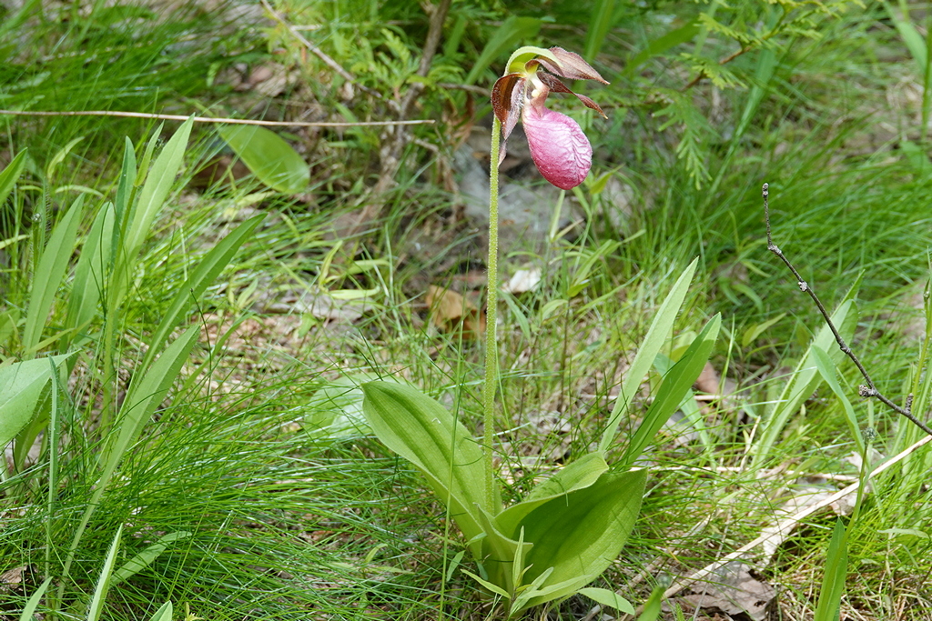 Pink Lady's Slipper
