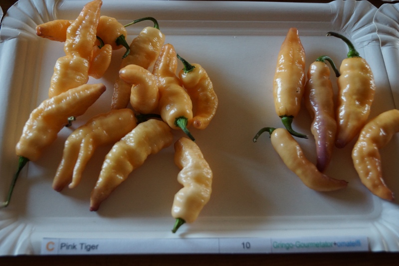 Pink_Tiger_10
