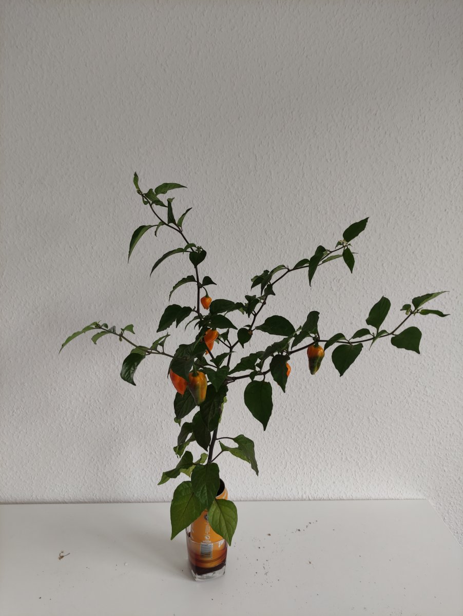 Plisa X Fatalii Dose IMG_20210520_175810.jpg