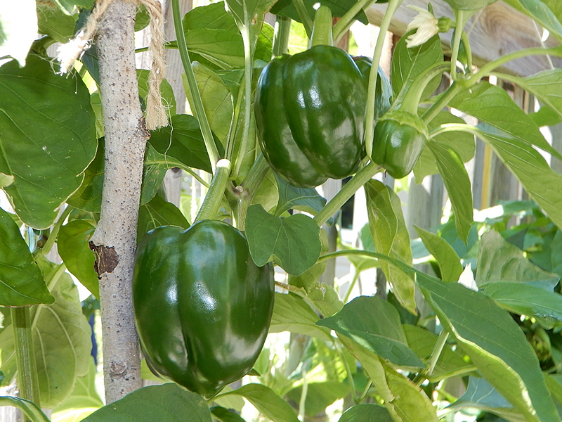 Polnische Riesenpaprika