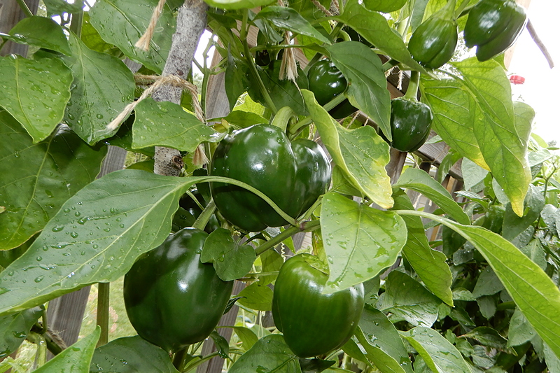 Polnische Riesenpaprika