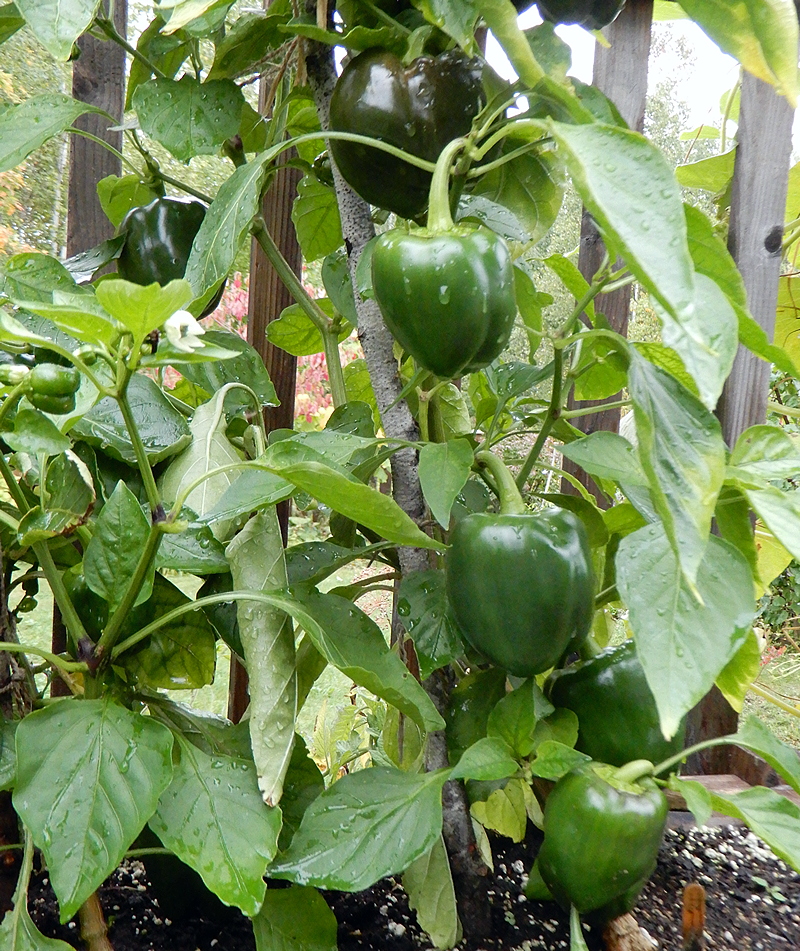 Polnische Riesenpaprika