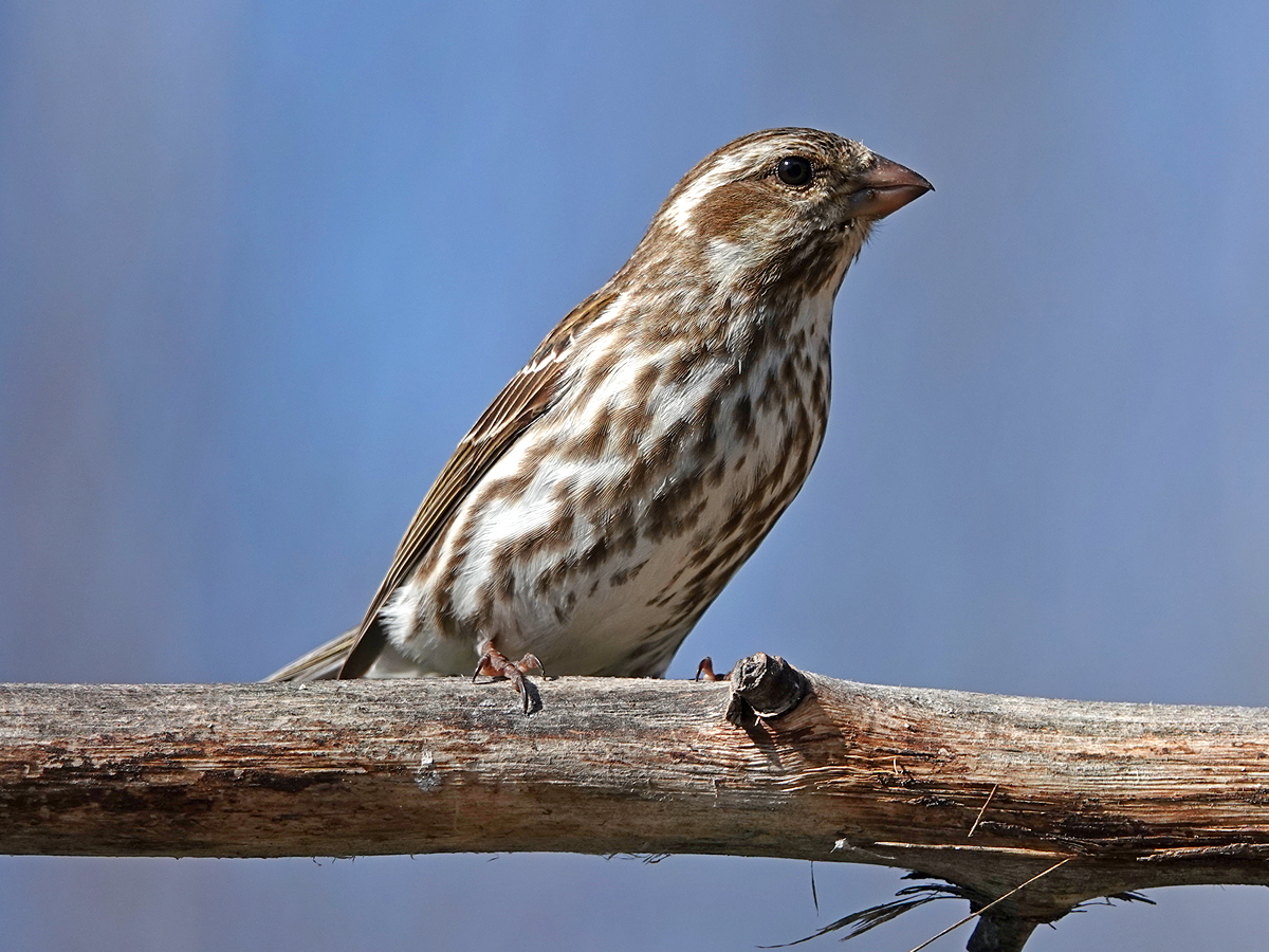 Purple Finch Female