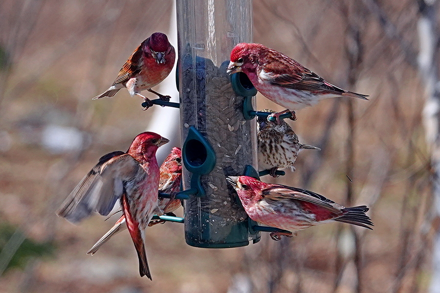 Purple Finch