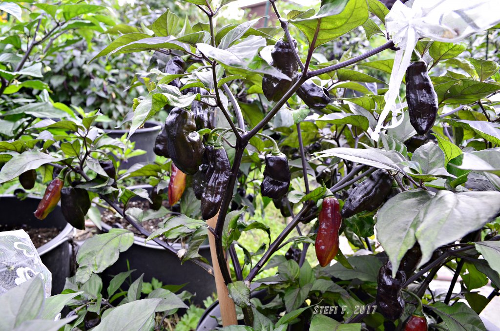 Purple Ghost Kumpel, enttarnt als Black Bhut