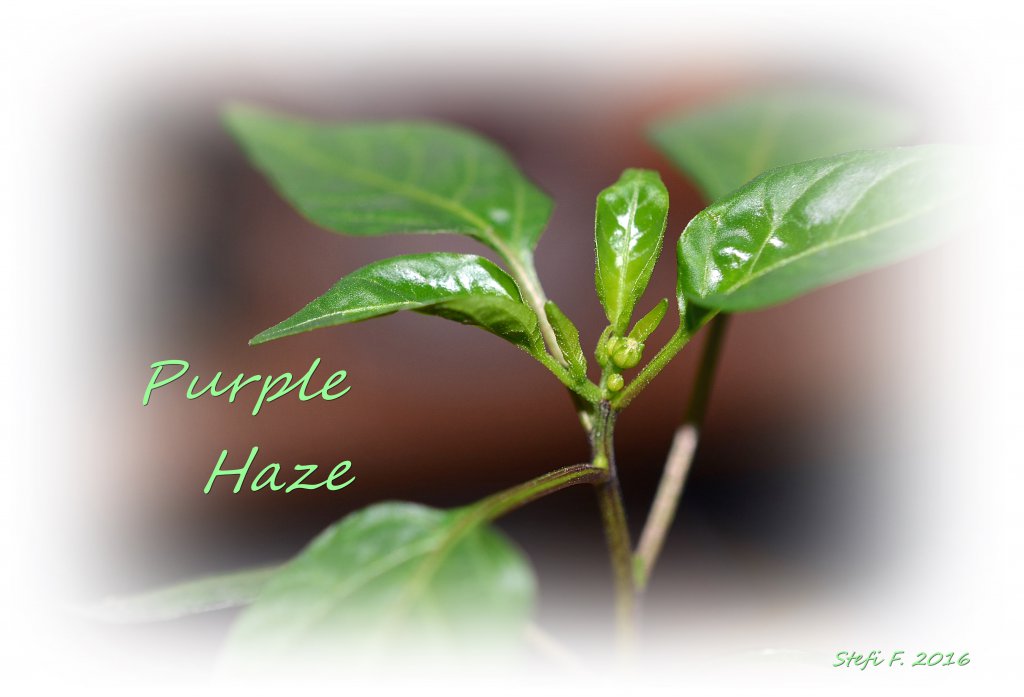 Purple Haze, 18.12.16