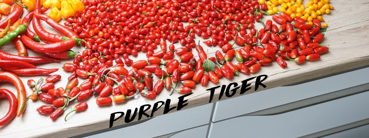 purple tiger ++.jpg