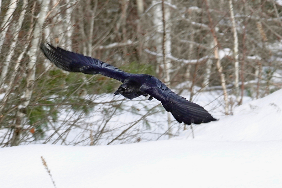 Rabe im Flug