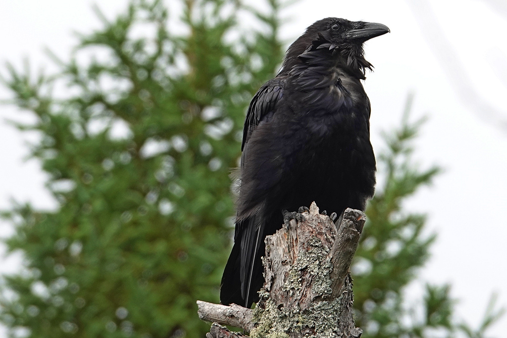 Raven_2