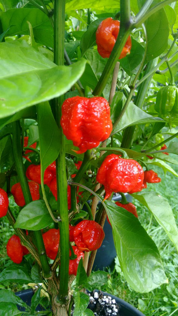 Reaper rot