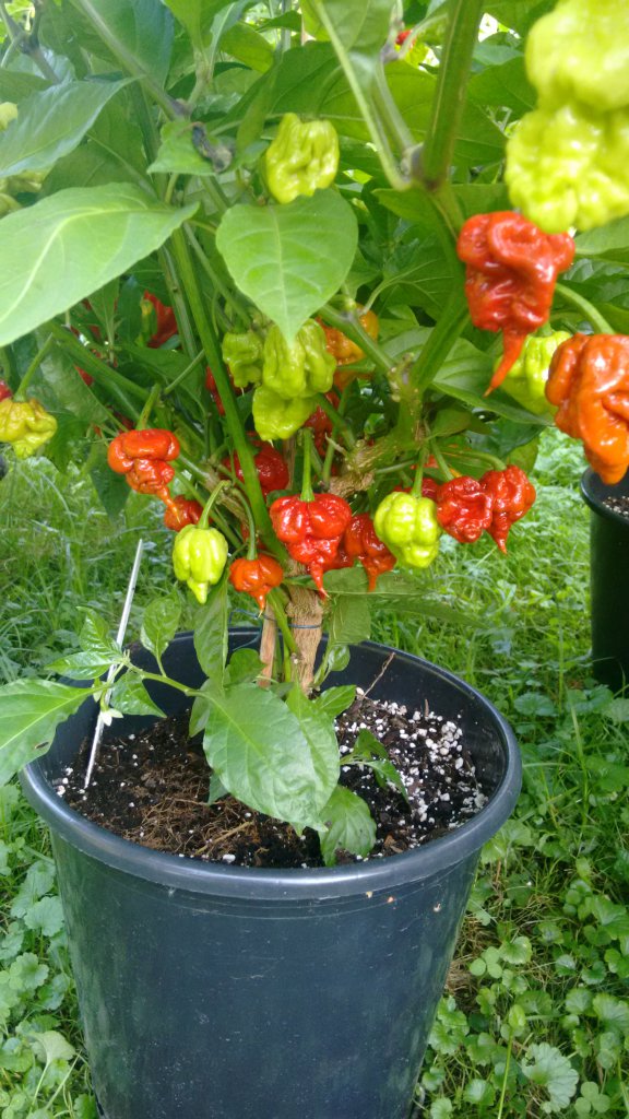 Reaper schoko