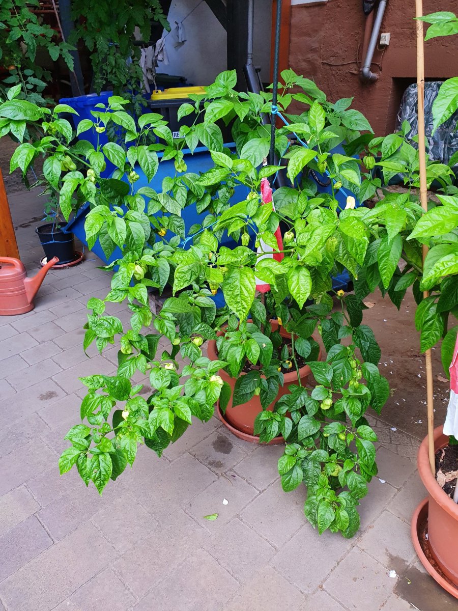 Reaper White DD