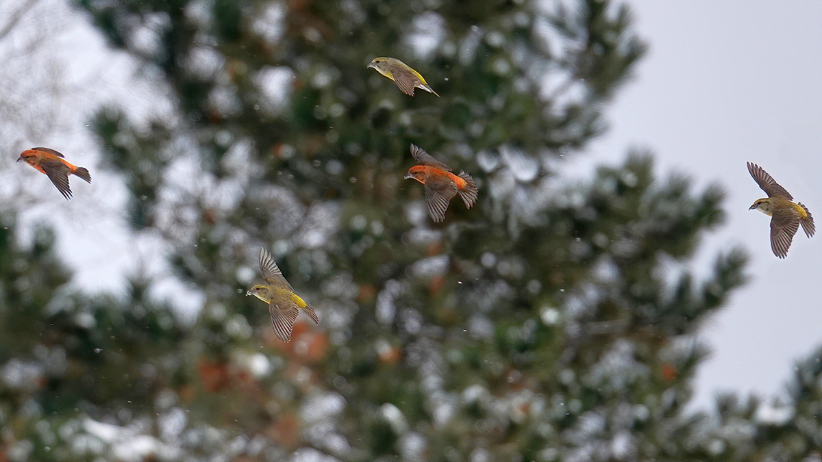 Red Crossbill