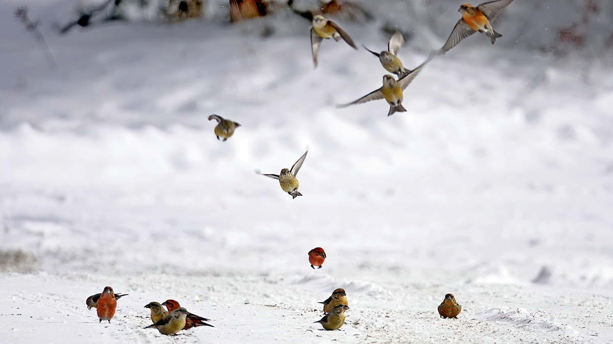 Red Crossbill