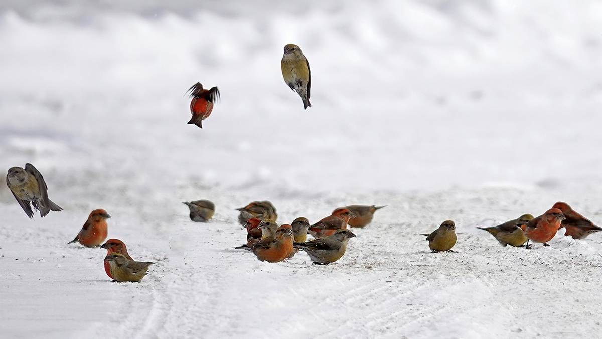 Red Crossbill