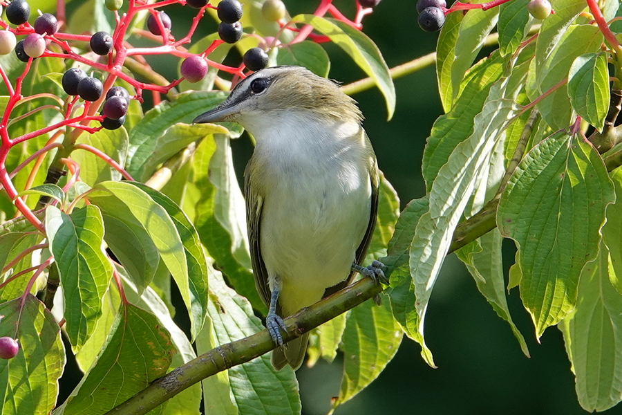 Red-eyed vireo_1