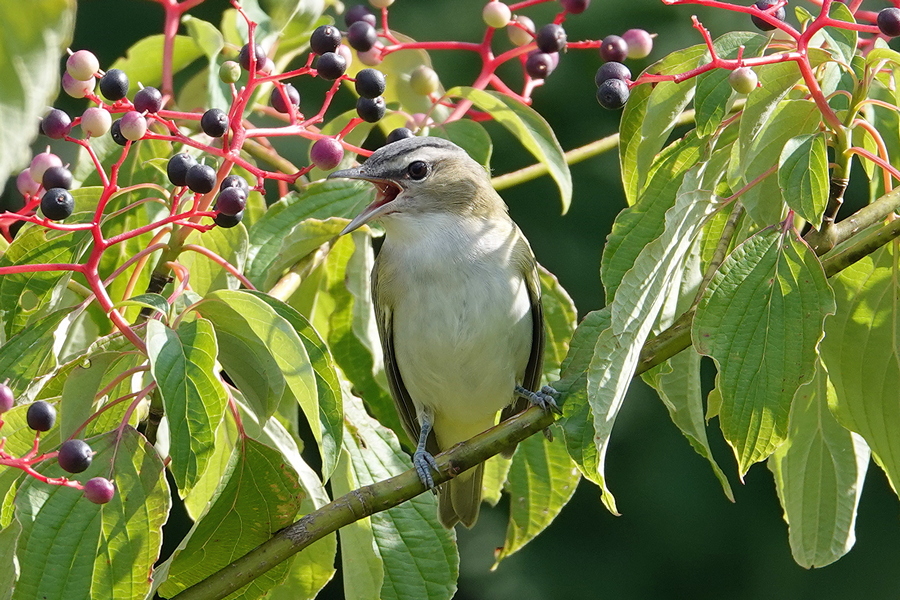 Red-eyed vireo_2