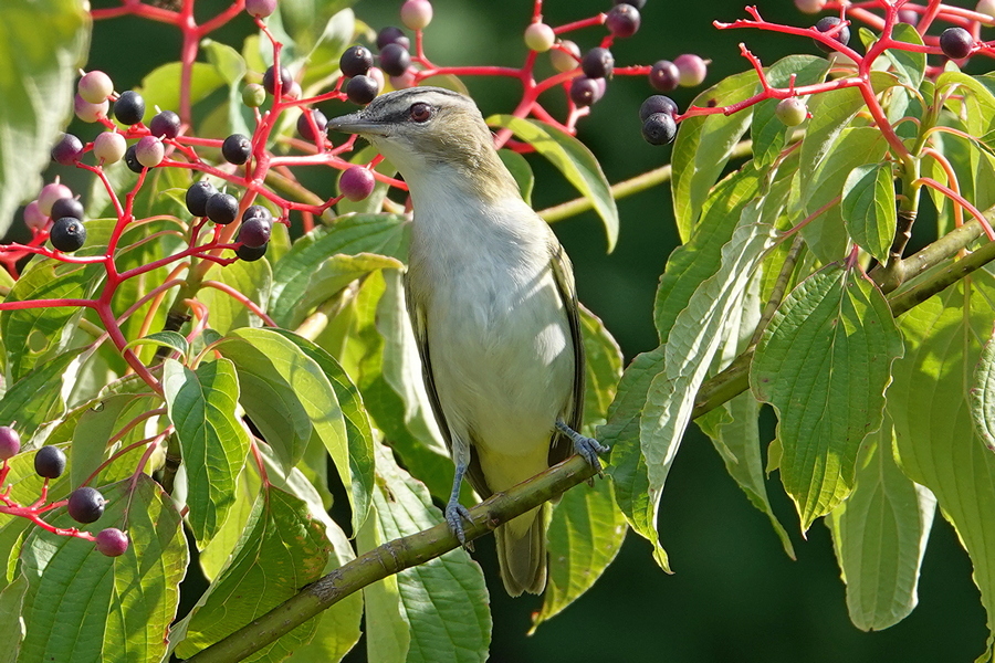 Red-eyed vireo_3
