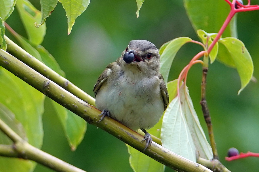 Red-eyed vireo_4