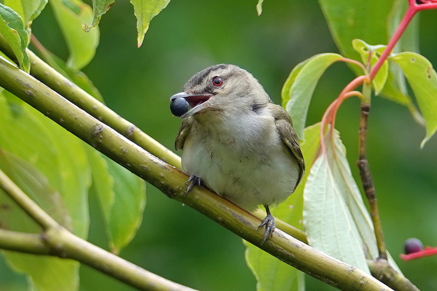 Red-eyed vireo_5