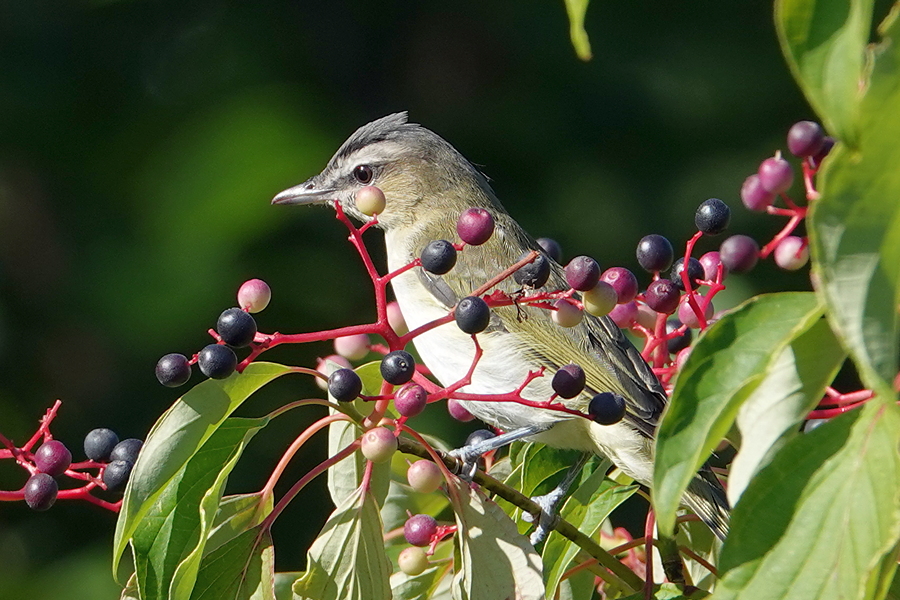 Red-eyed vireo_6