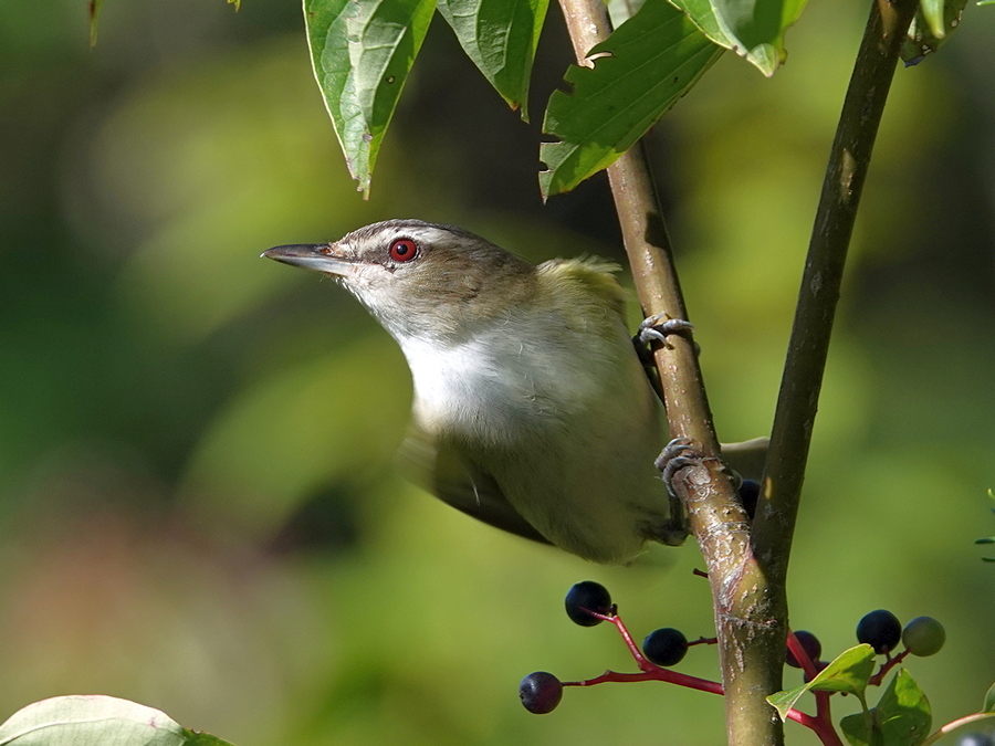 Red-eyed vireo_7