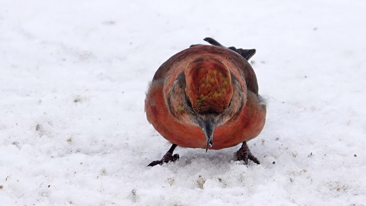 RedCrossbill