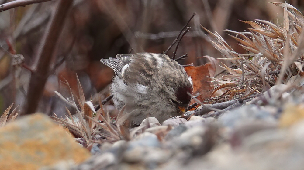 Redpoll