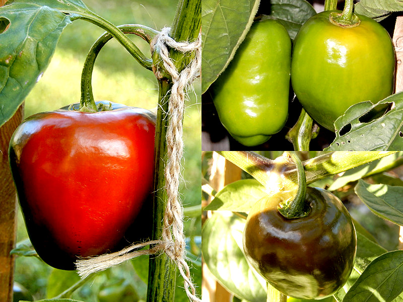 Reifende Rocoto