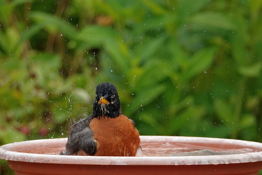 Robin