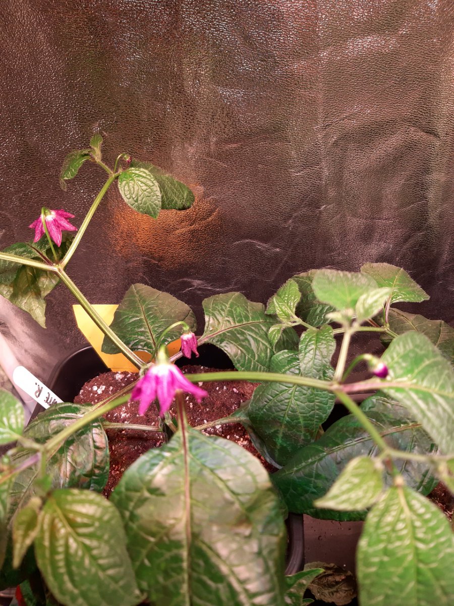 Rocoto 1.3.