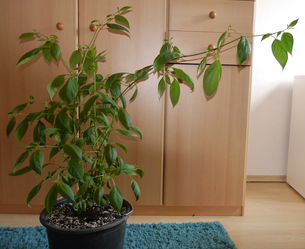 Rocoto 23.04.
