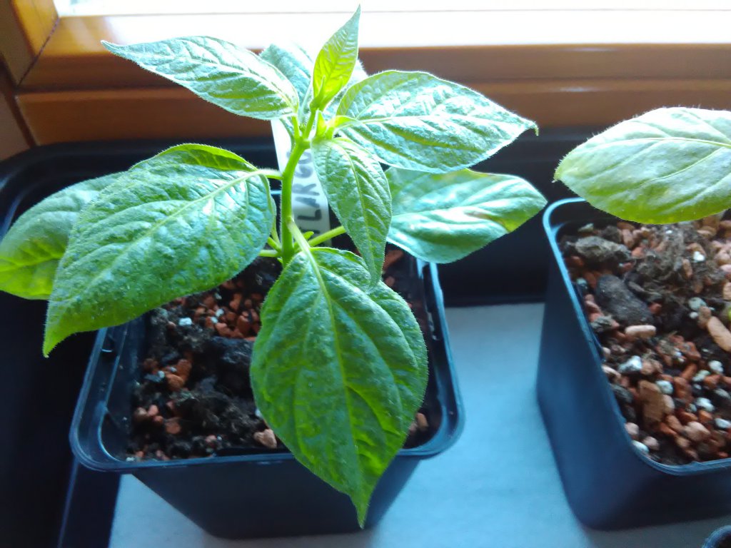Rocoto 31.12