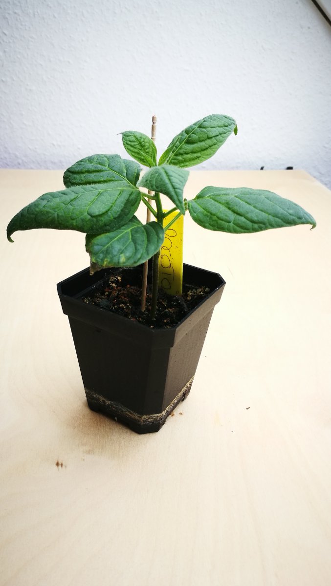Rocoto 7 Wochen Kustlicht2