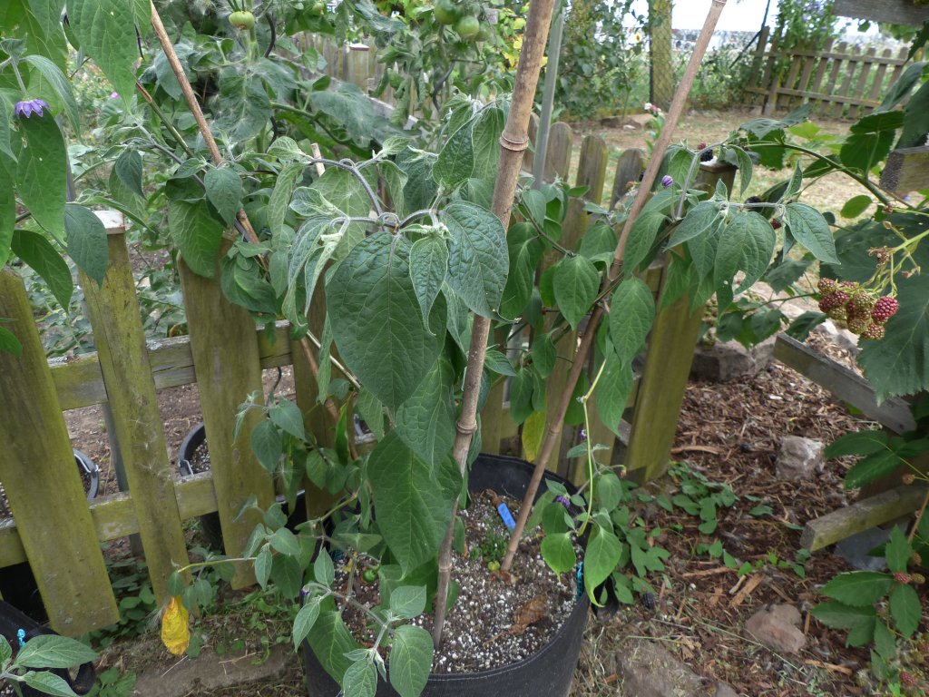 Rocoto Arequipa