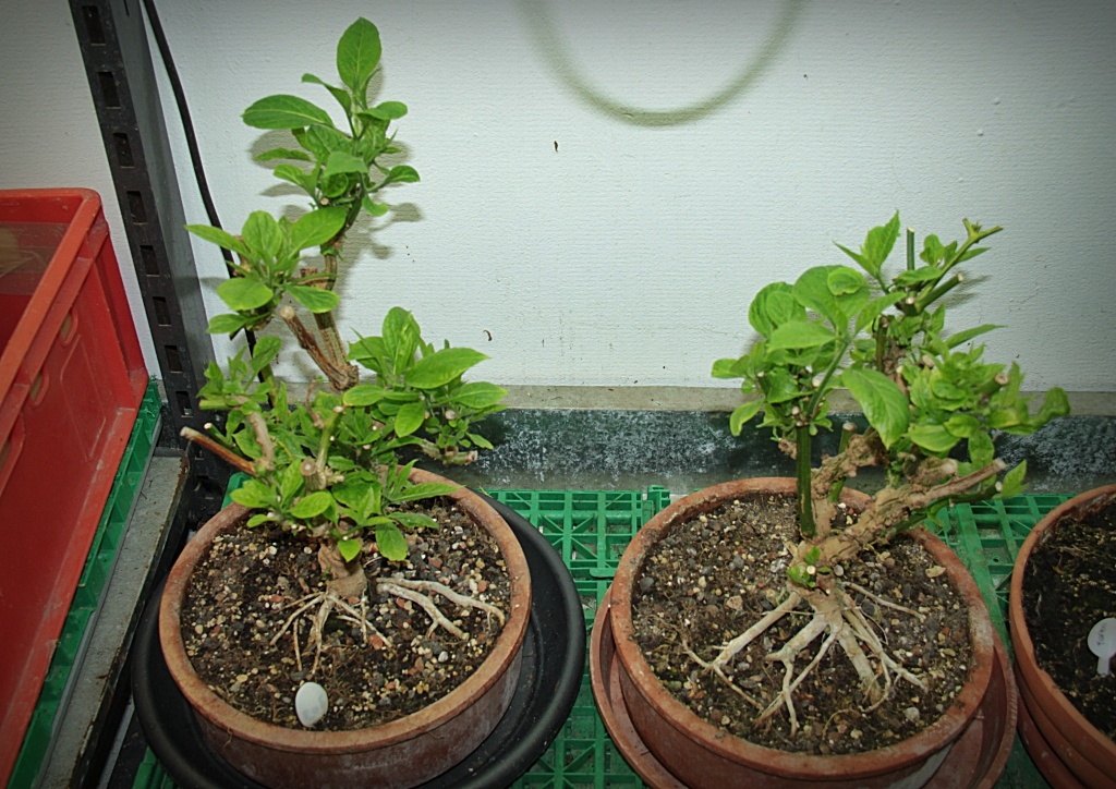 Rocoto Big Apple  Grandis  02. 17
