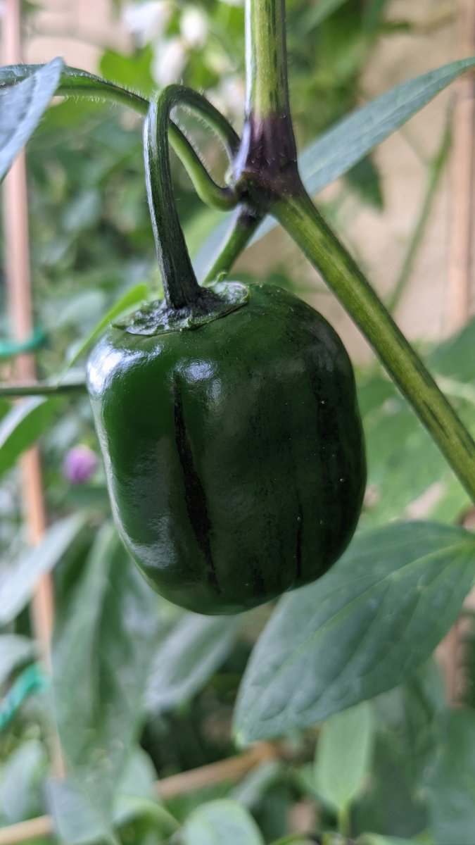 Rocoto Big Brown - Detail