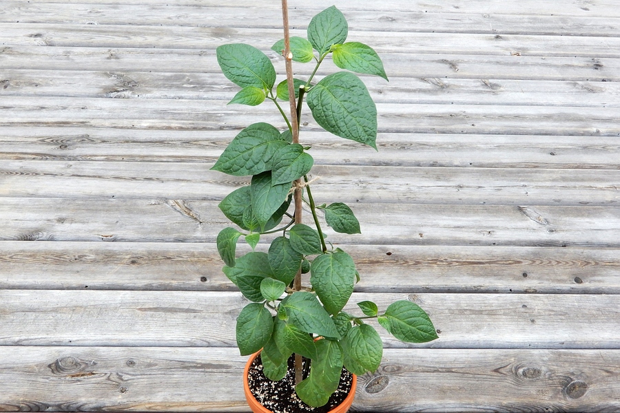 Rocoto Big Brown