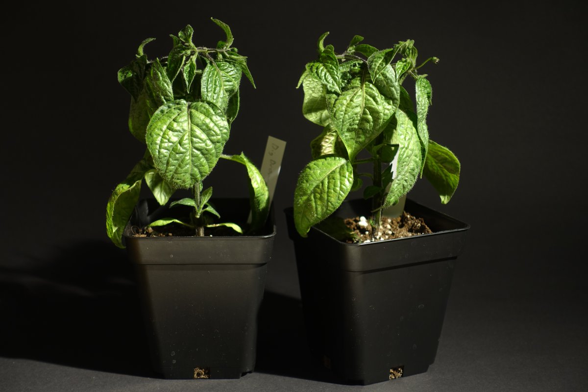 Rocoto Big Brown