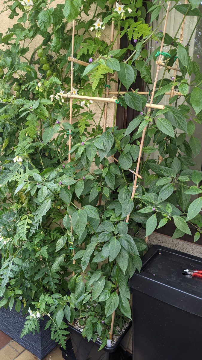 Rocoto Big Brown