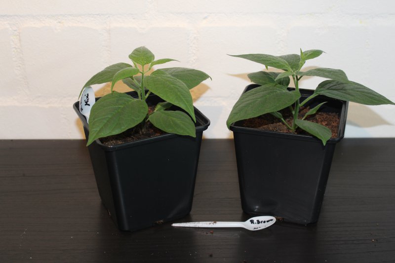 Rocoto Brown Mini