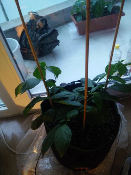 Rocoto Gelbe Riesen im großen Root Pouch (30l)