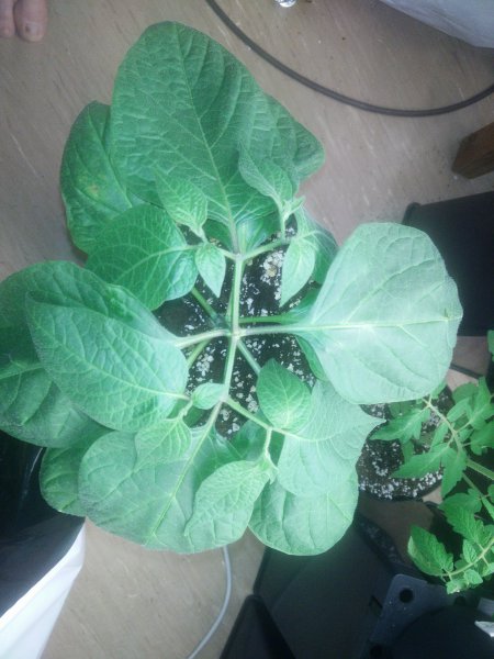 Rocoto Gelbe Riesen