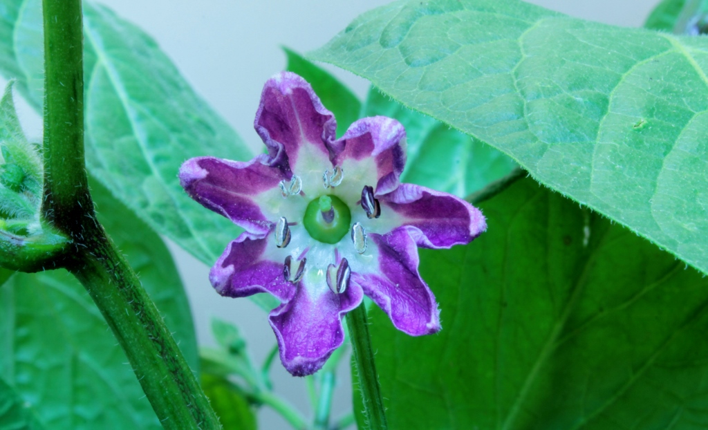 Rocoto Giant Red 1