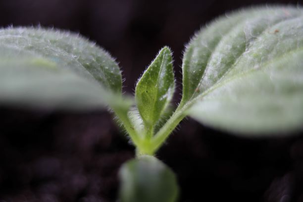 Rocoto Giant