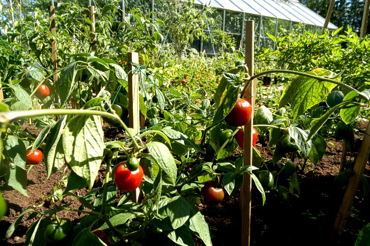 Rocoto grande