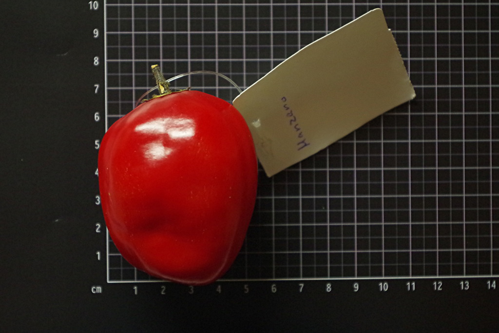 Rocoto Manzano Red