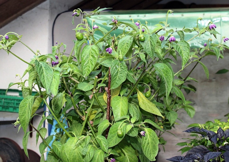 Rocoto Marlene Herbst 16