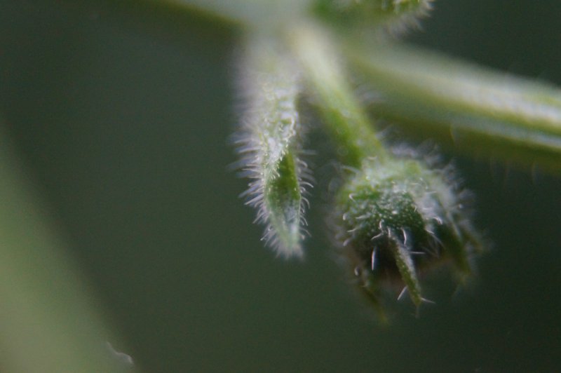 Rocoto Marlene